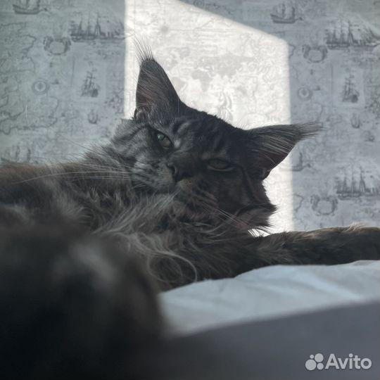 Кот мейн-кун вязка