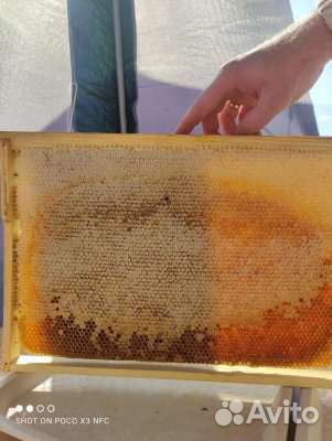 Мед свежий 2023 (разнотравье)