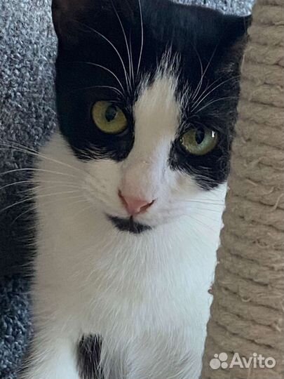 Стерелизованная котёнок девочка в дар 6 мес