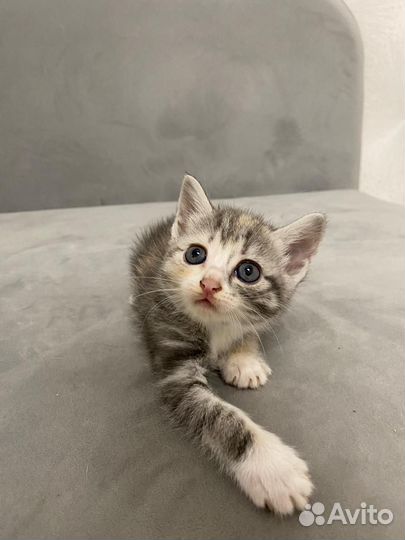 Кошки бесплатно