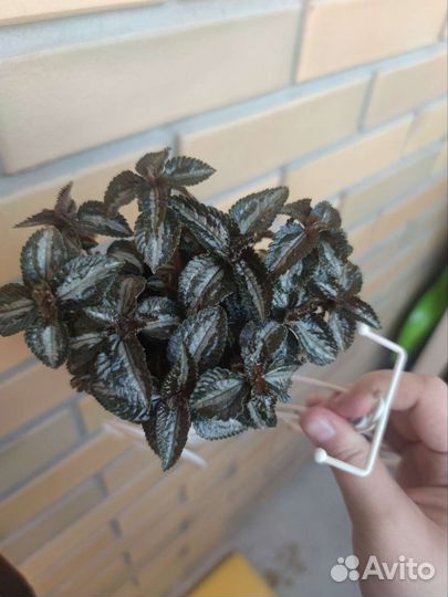 Пилея bronze