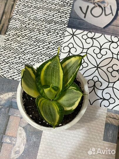 Сансевиерия муншайн, ханни