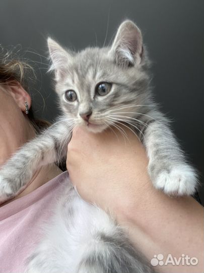 Котята мальчик в добрые руки