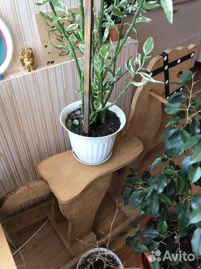 Лошадка-качалка