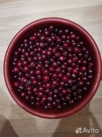 Вишня ягода свежая