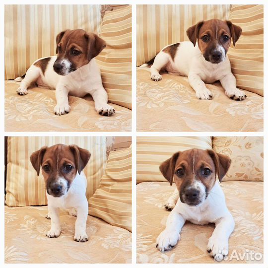 Щенки джек Рассел терьера из питомника