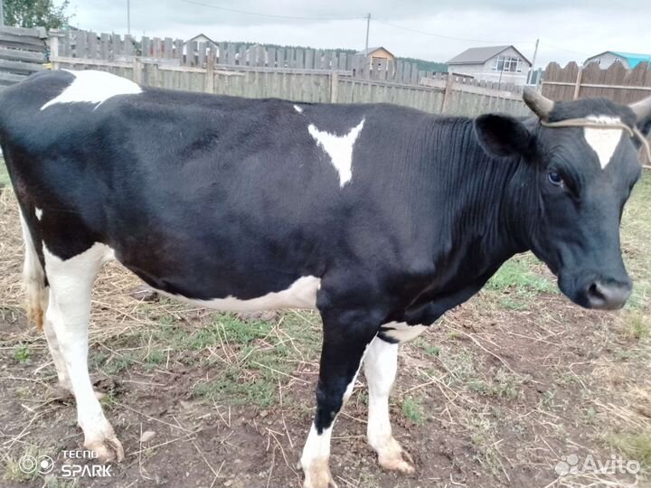 Телки стельные