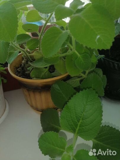 Комнатная мята плектрантус