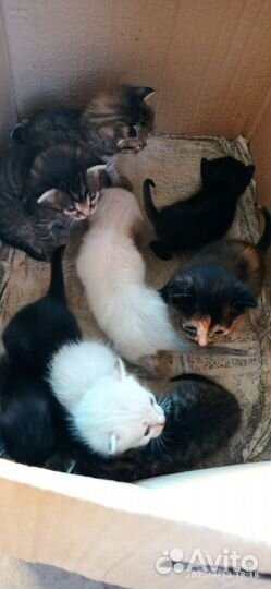 Котишки