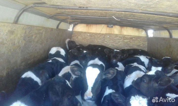 Бычки и телята