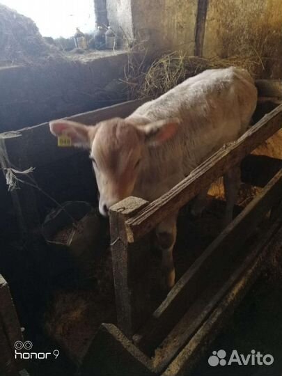 Бычки и тёлочки разные