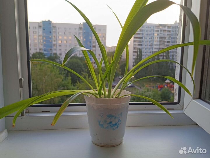 Хлорофитум