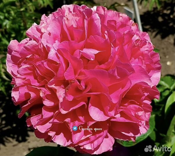 Пионы саженцы. Пионы корни