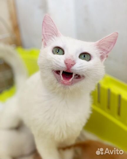 Кошечка красотка