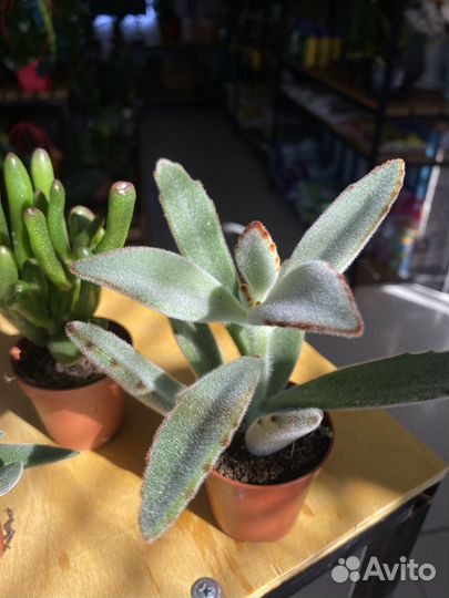 Суккуленты