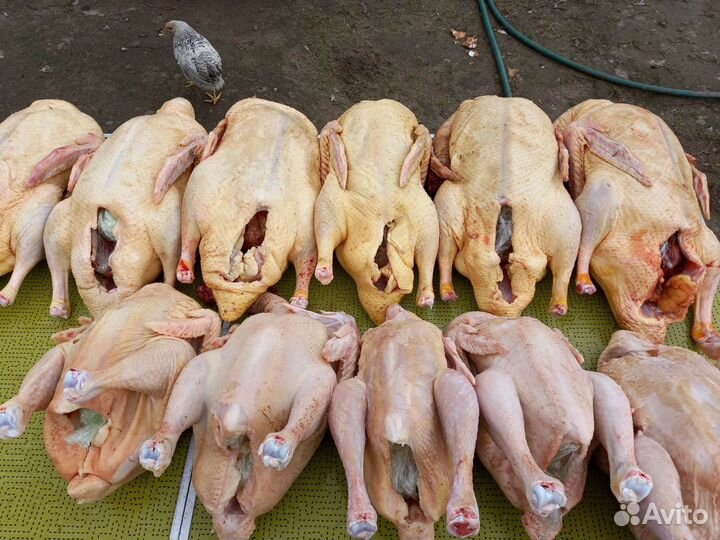 Утки мясо