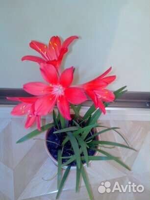 Валотта семейства амариллис луковицы