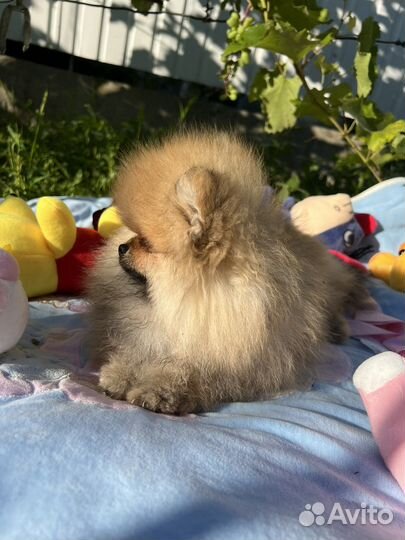 Щенки шпица