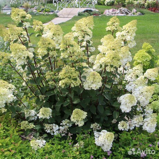 Гортензия Самарская Лидия