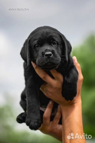 Щенки лабрадора