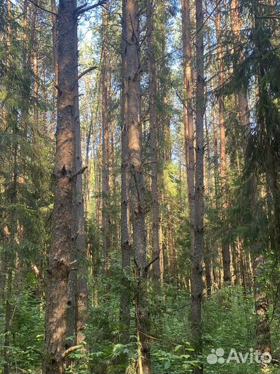 Продам лес на корню