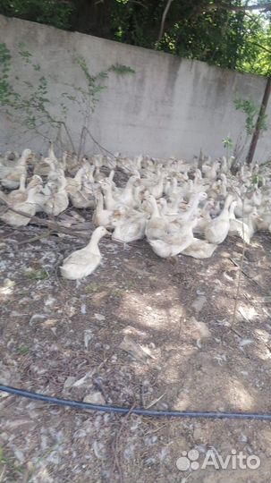 Инкубационные утиные яйца