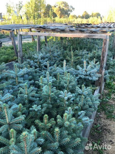 Ель голубая глаука
