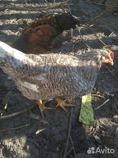 Молодые петухи