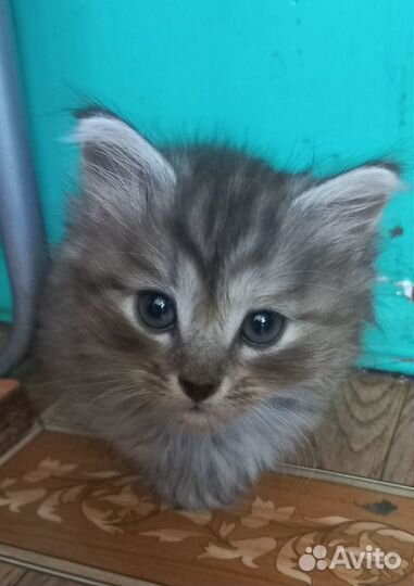 Котята в добрые руки даром