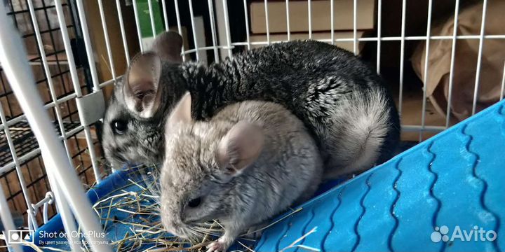 Чудесные ручные детки шиншилл 2 месяца