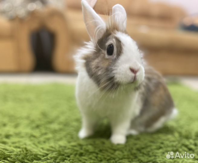 Декоративный кролик