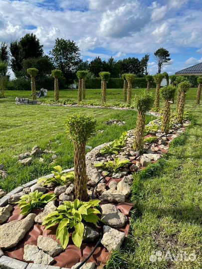 Русская Пальма из живой ивы