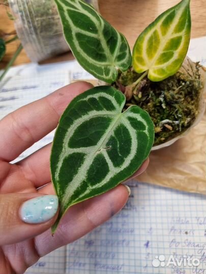 Антуриум Anthurium Crystallinum (cultivar)