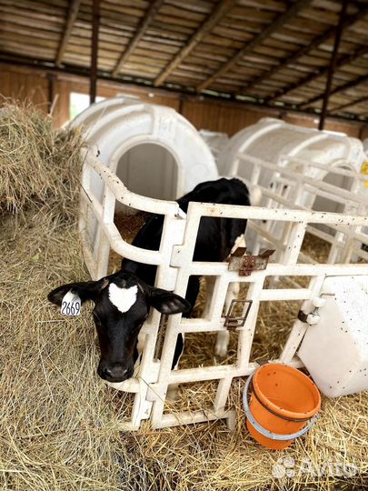 Бычки и телята