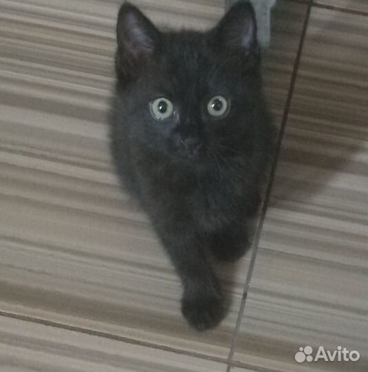 Курильский бобтейл