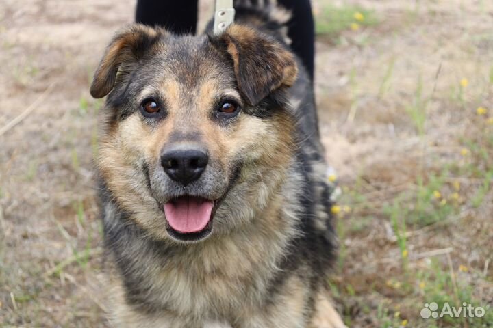 Пёс танкист