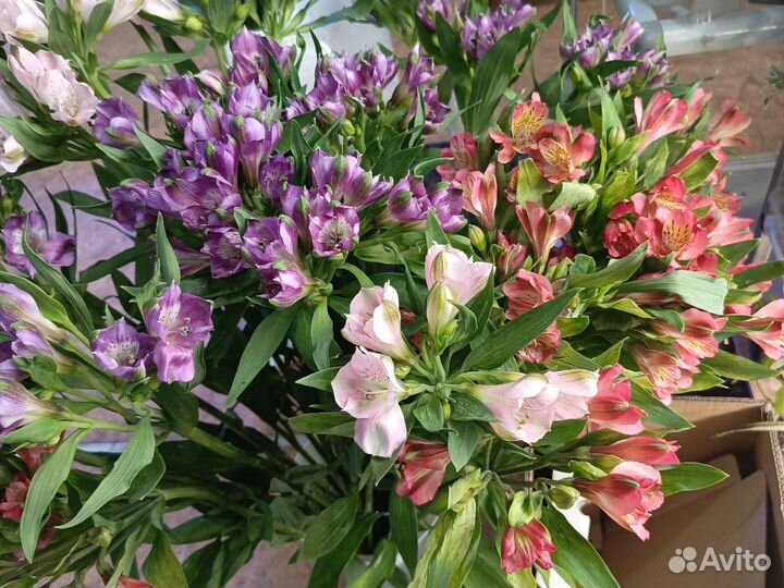 Свежие цветы