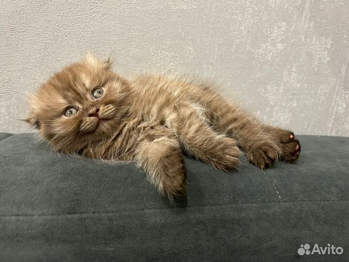 Шотландские вислоухие котята