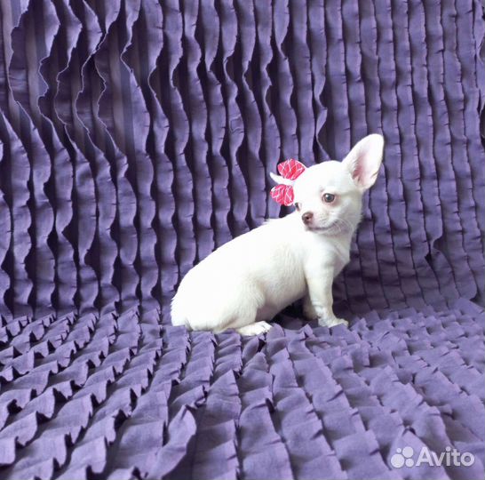 Чихуахуа девочка