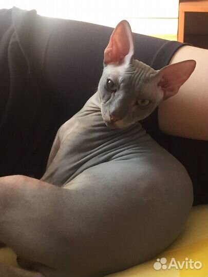 Донской сфинкс вязка