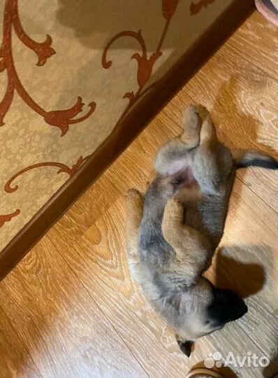 Щенок в добрые руки бесплатно