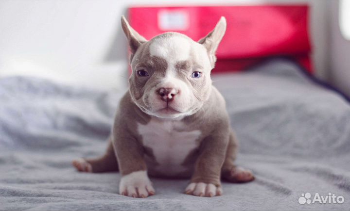 Американский булли щенки