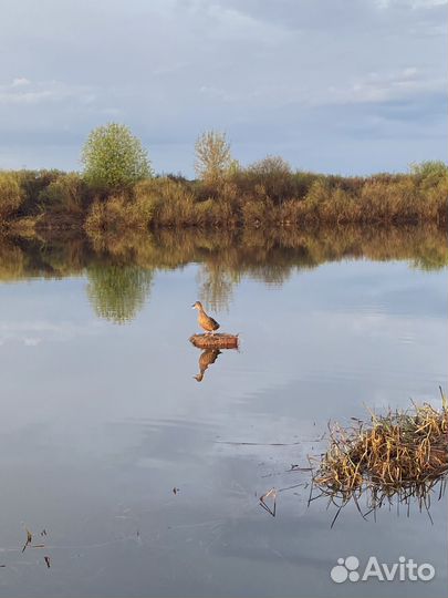 Подсадные утки