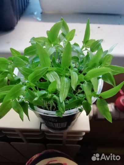 Перец Богатырь для пикировки