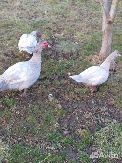 Семья индоуток