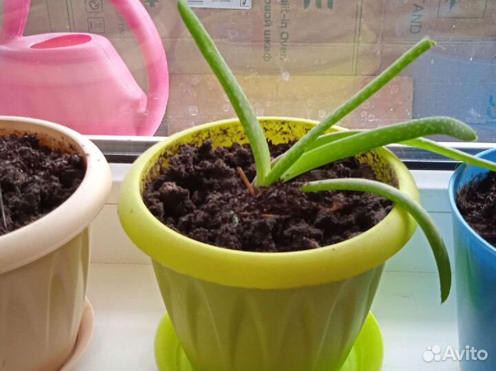 Алоэ вера цветок