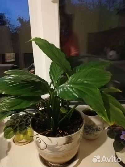 Спатифиллум