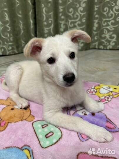 Маленький щенок Белоснежка