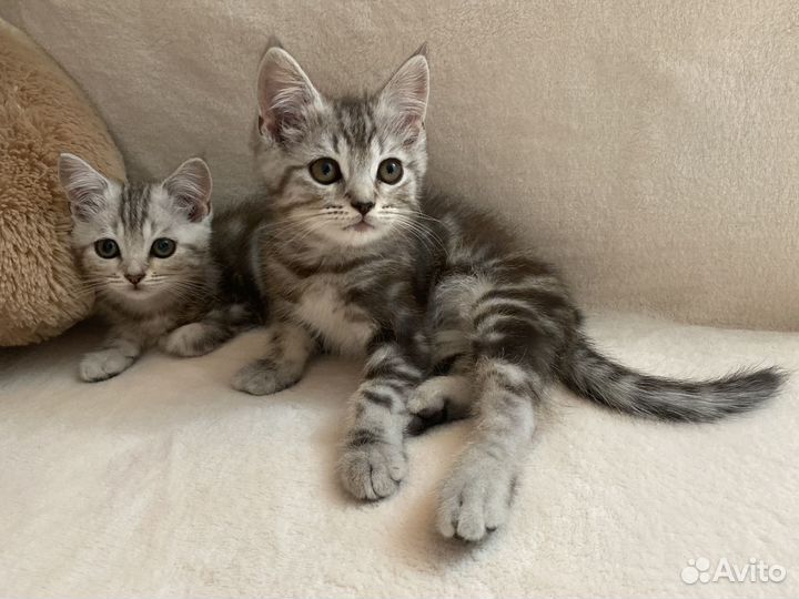 Шотландские мраморные котики