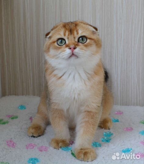 Шотландские котята